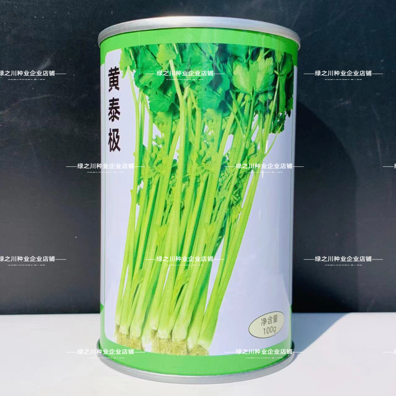 天津科润黄泰极空心芹菜种子早熟空心黄芹种子速生耐热抗病