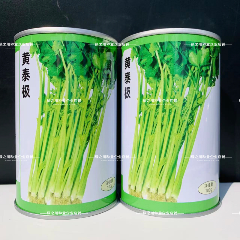 天津科润黄泰极空心芹菜种子早熟空心黄芹种子速生耐热抗病