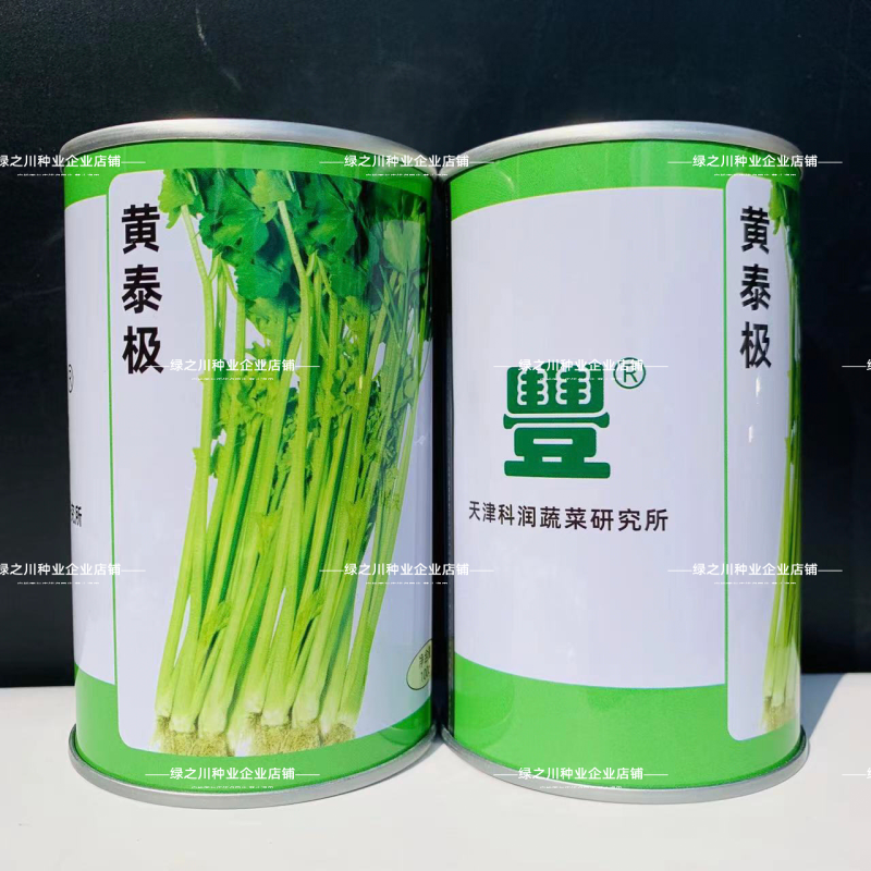 天津科润黄泰极空心芹菜种子早熟空心黄芹种子速生耐热抗病