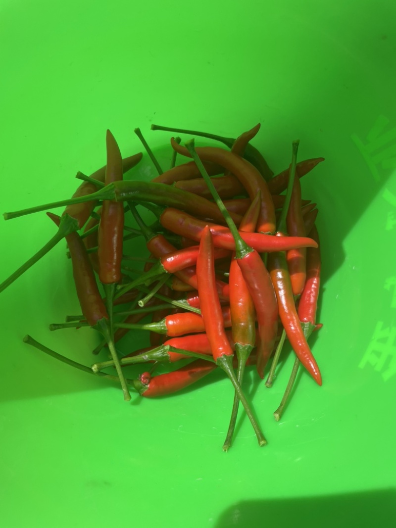 云南高山小米辣