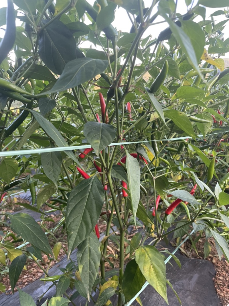 云南高山小米辣