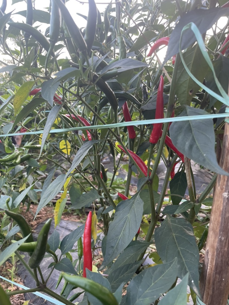 云南高山小米辣
