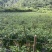 云南高山小米辣