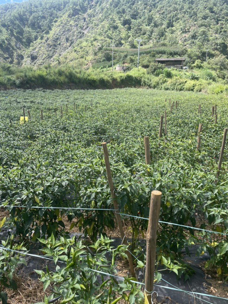 云南高山小米辣