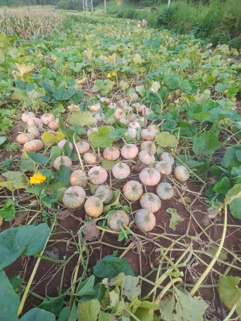 盘龙204南瓜，头批瓜，全国发货，可装挂车。