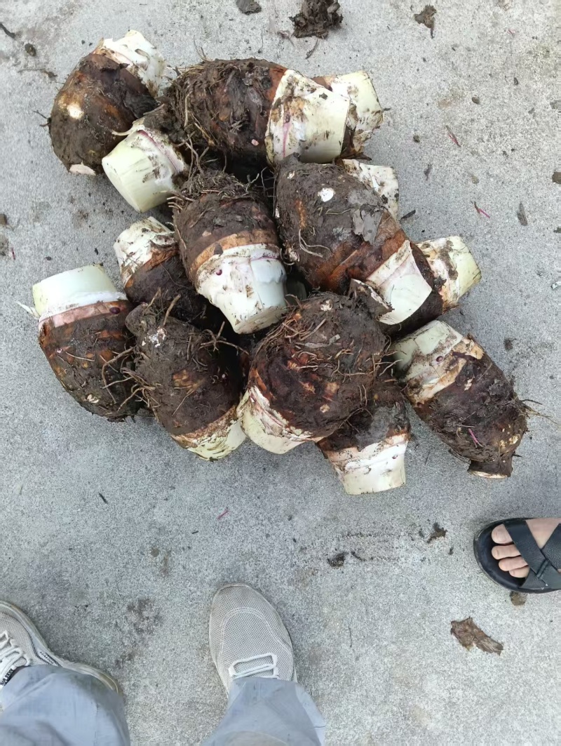 桂林市恭城县芋头大量上市，个头大，味道好，可上市场，加工