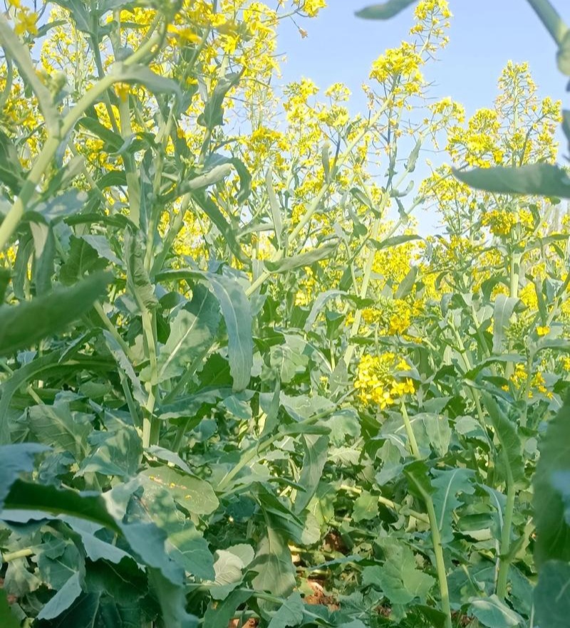 大禹得中油338三系杂交油菜种子甘蓝型半冬性角果长高油