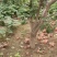 10年梨树直径8/14青年树龄。。。。。。。。。。