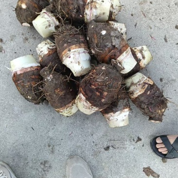 桂林市恭城县芋头大量上市，个头大，味道好，可上市场，加工