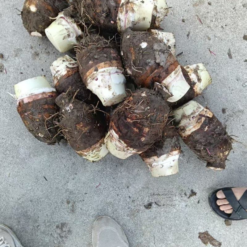 桂林市恭城县芋头大量上市，个头大，味道好，可上市场，加工