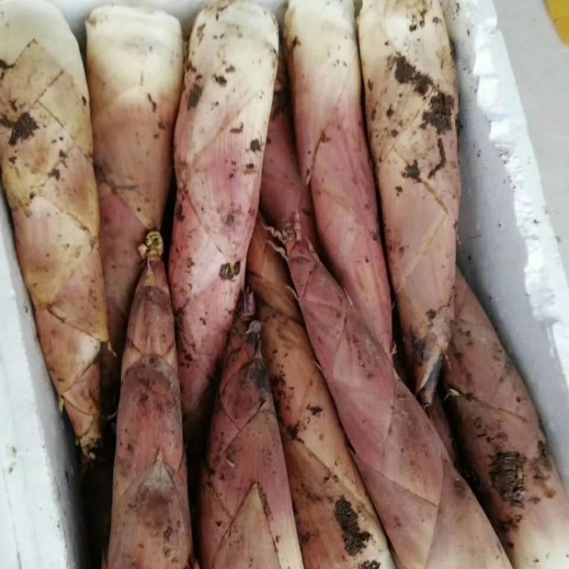 宁德雷竹笋原产地批发竹笋整车发货垄糠笋大中小笋齐全