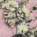 【川芎片】无硫川芎片各种规格中药材批发物美价廉