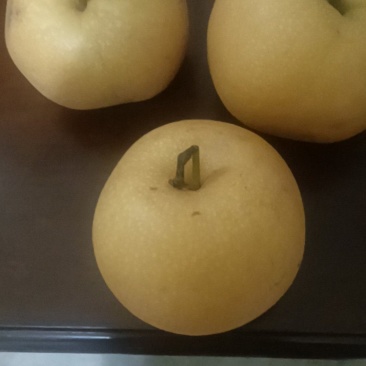 山东秋月梨