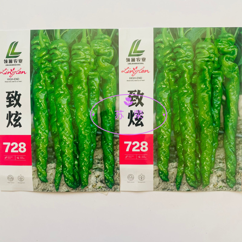 致炫728螺丝椒种子中早熟高产螺丝椒顺直螺旋度好果实亮绿