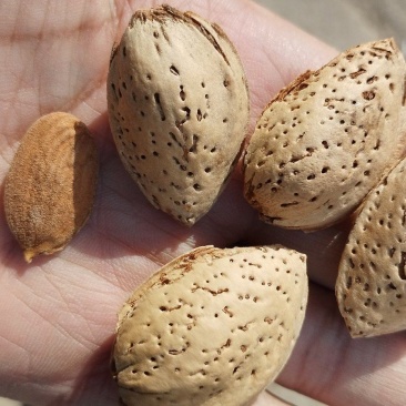 新疆厚壳巴旦木原味巴旦木生料带壳产地直销一件代发包邮