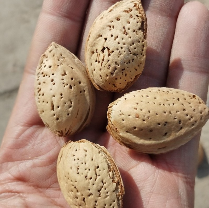 新疆厚壳巴旦木原味巴旦木生料带壳产地直销一件代发包邮