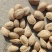 新疆厚壳巴旦木原味巴旦木生料带壳产地直销一件代发包邮