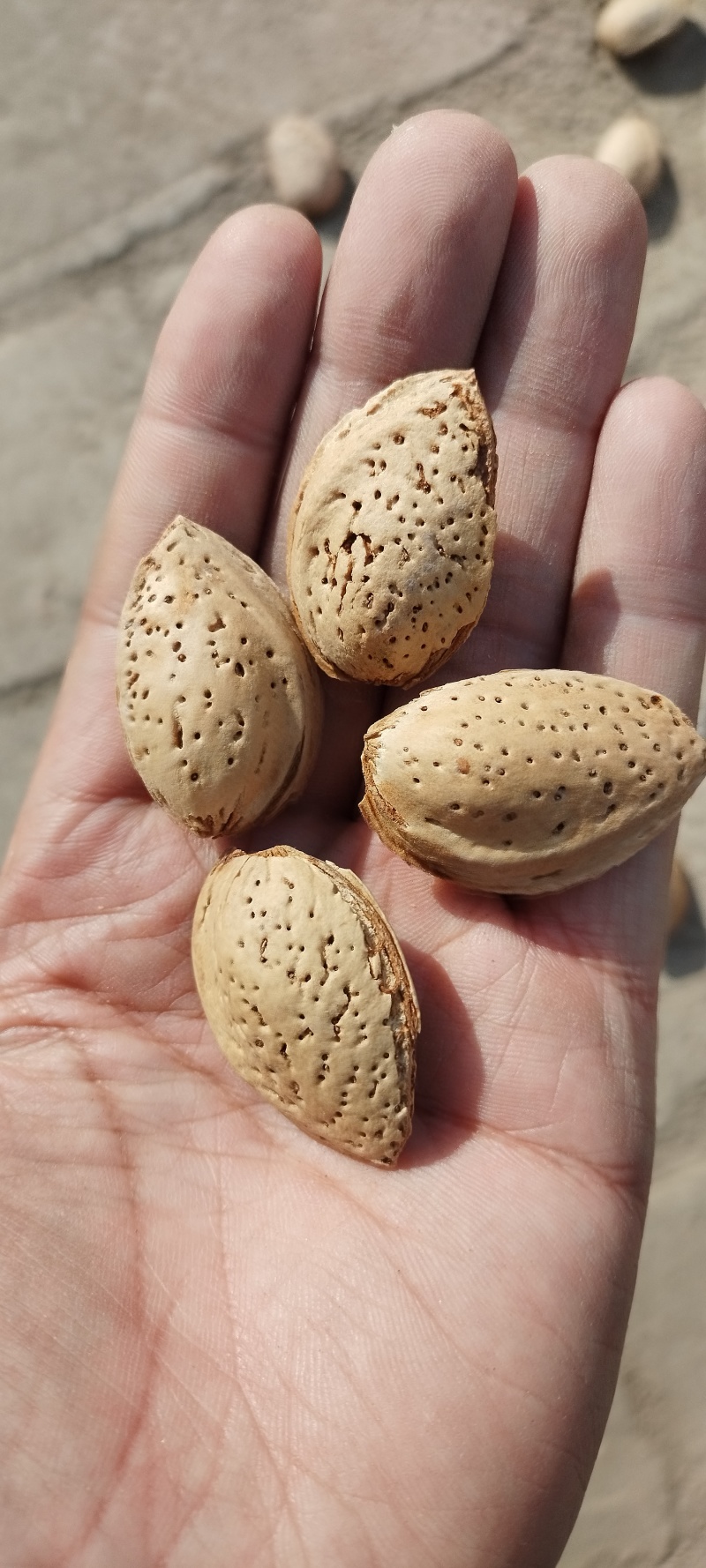 新疆厚壳巴旦木原味巴旦木生料带壳产地直销一件代发包邮