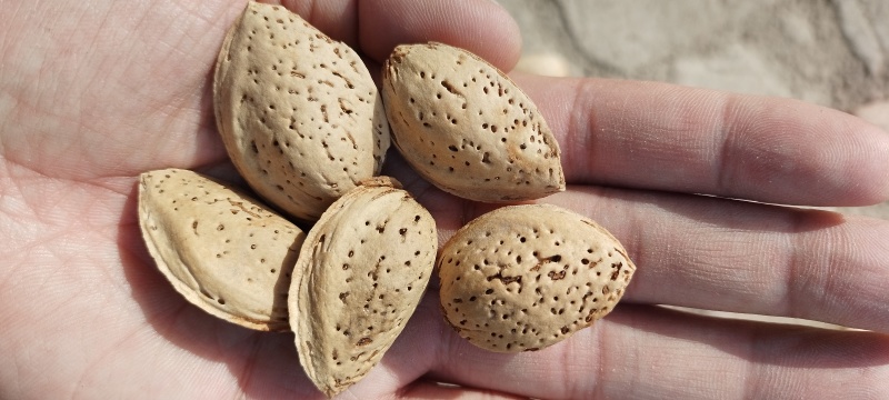 新疆厚壳巴旦木原味巴旦木生料带壳产地直销一件代发包邮