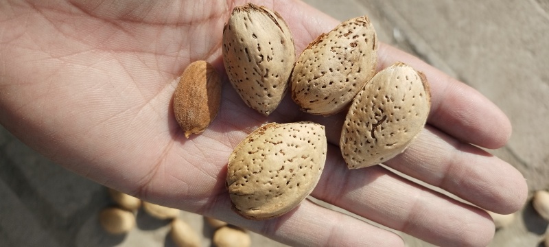 新疆厚壳巴旦木原味巴旦木生料带壳产地直销一件代发包邮
