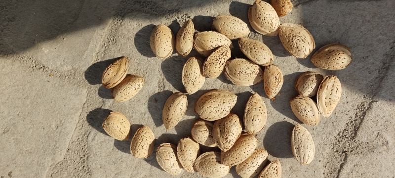 新疆厚壳巴旦木原味巴旦木生料带壳产地直销一件代发包邮