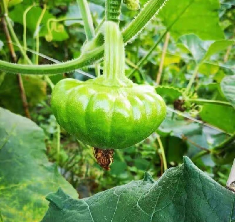 云南精品姜饼瓜基地直发一件代发。