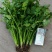 河北铁杆香菜新鲜上市，价格美丽，质量好，走货快，欢迎采购