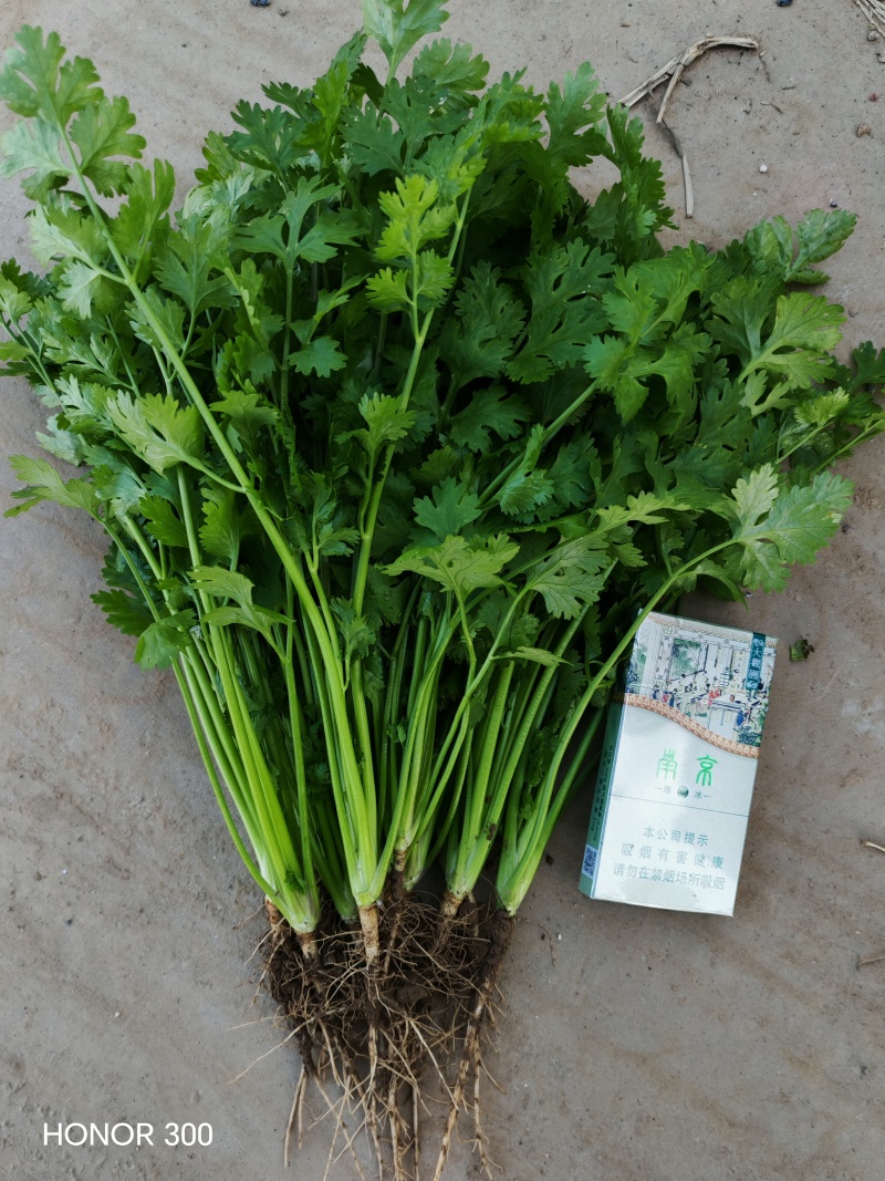 河北铁杆香菜新鲜上市，价格美丽，质量好，走货快，欢迎采购