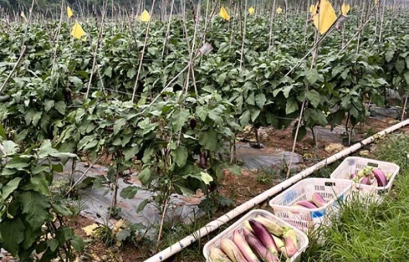 云南精品冰川茄子基地直发一件代发。