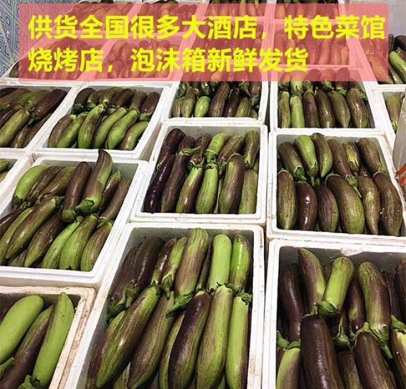 云南精品冰川茄子基地直发一件代发。
