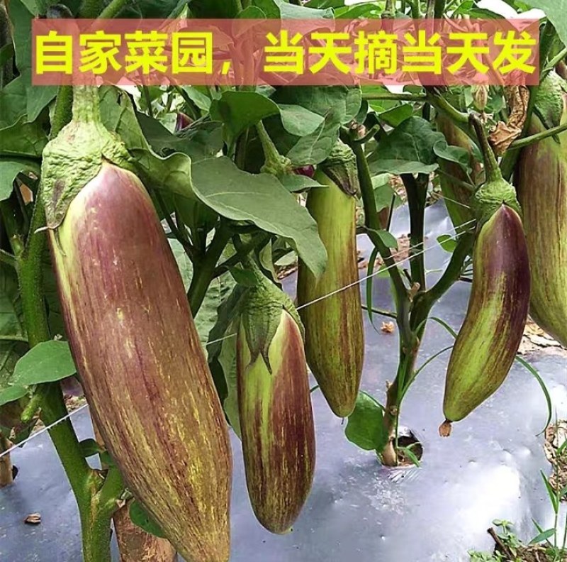 云南精品冰川茄子基地直发一件代发。