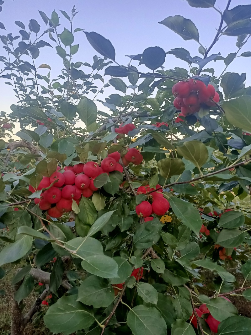 现货，内蒙沙果