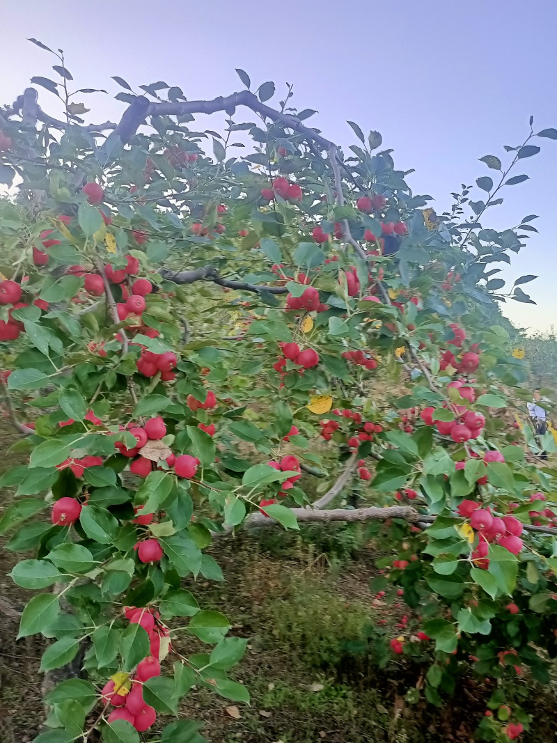 现货，内蒙沙果