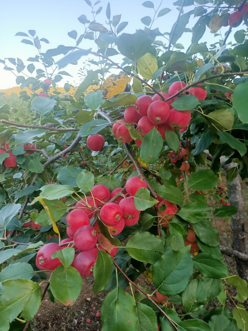 现货，内蒙沙果
