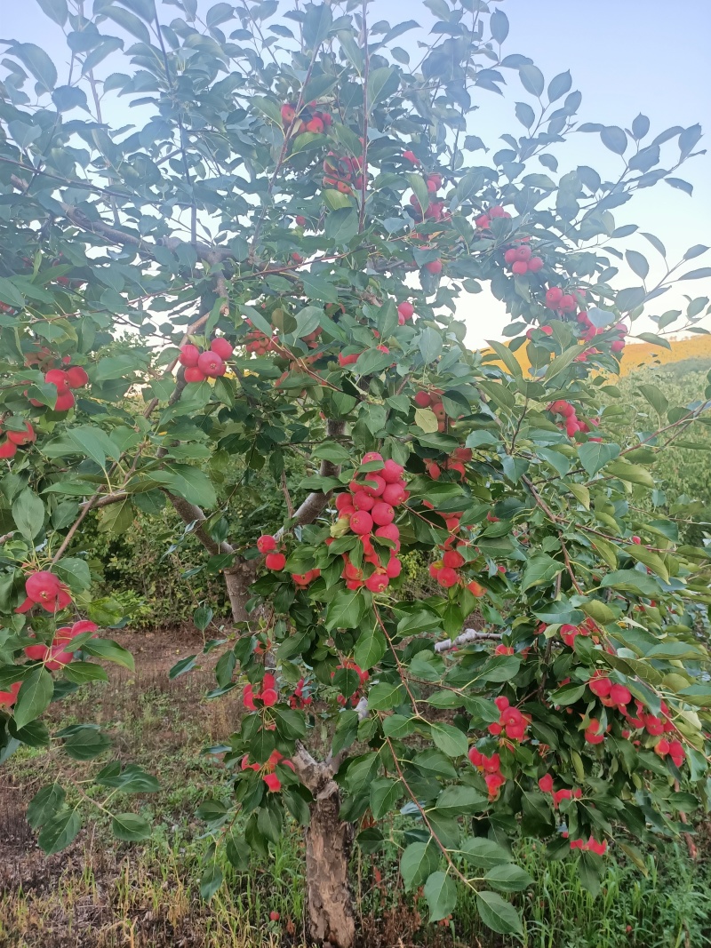 现货，内蒙沙果