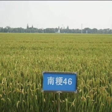 大米
