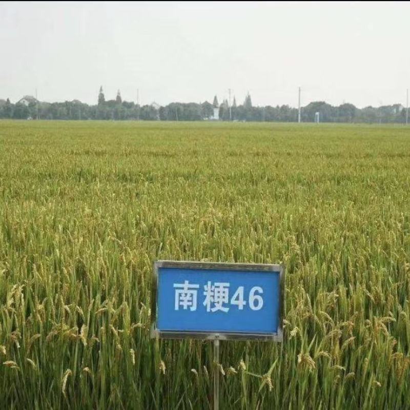 大米