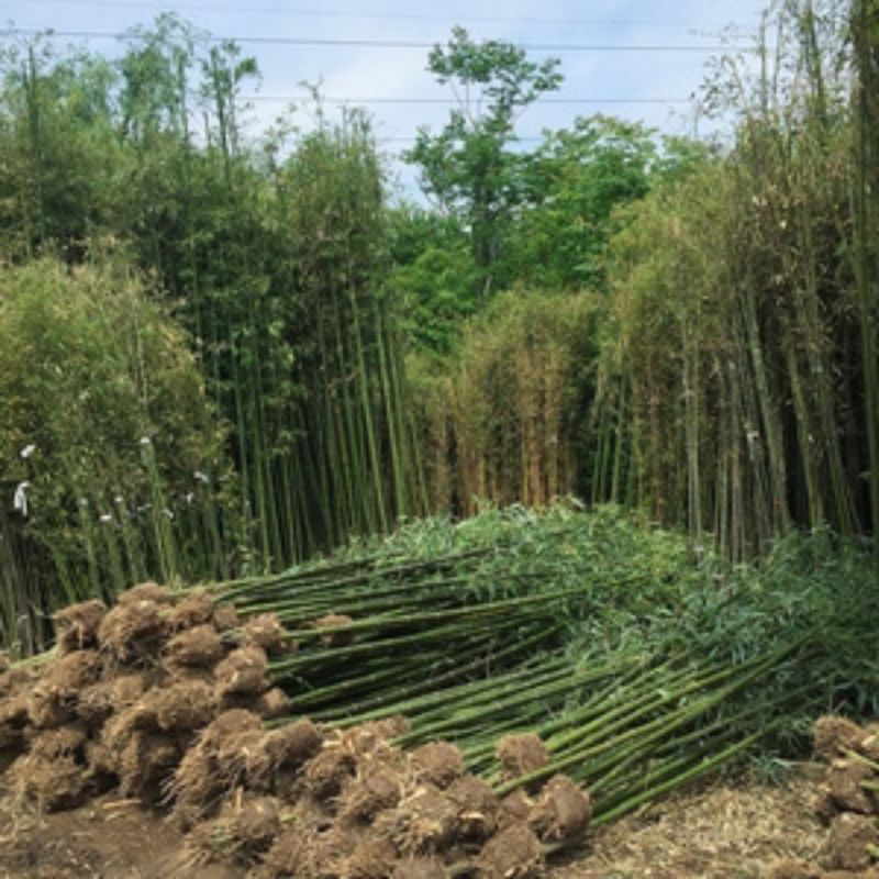 竹子苗毛竹苗楠竹苗绿化竹四季青竹苗竹楠竹种苗竹子大型楠竹