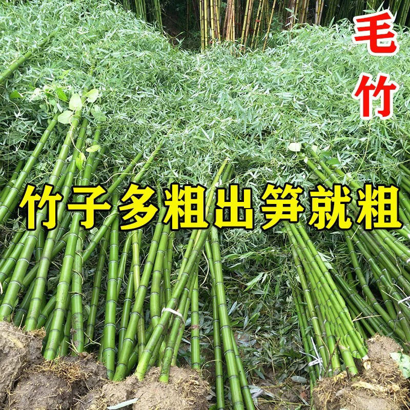 竹子苗毛竹苗楠竹苗绿化竹四季青竹苗竹楠竹种苗竹子大型楠竹