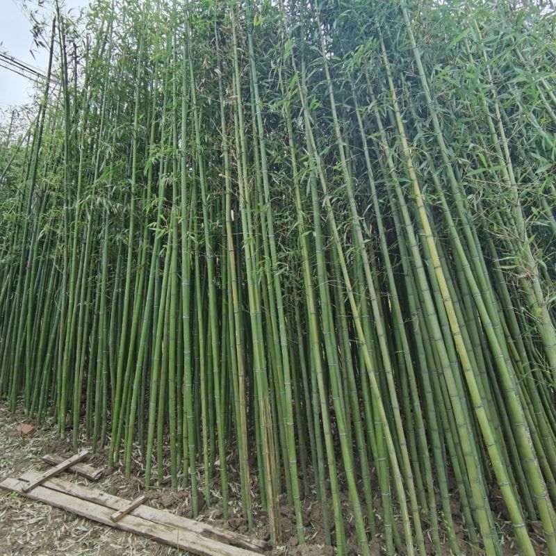 竹子苗毛竹苗楠竹苗绿化竹四季青竹苗竹楠竹种苗竹子大型楠竹