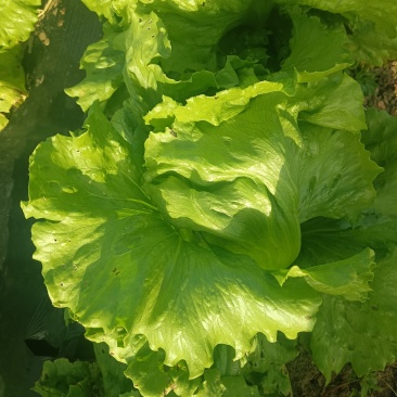 球生，河北生菜，张家口生菜，阳原生菜，蔚县