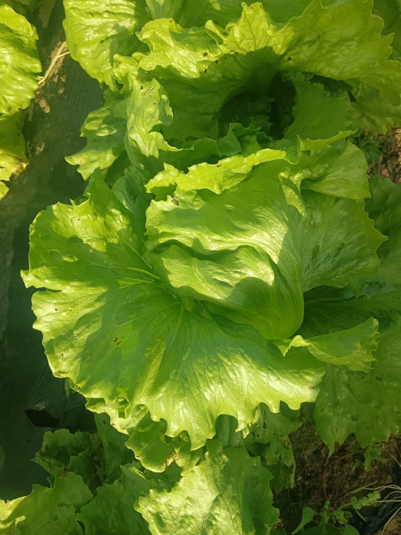 球生，河北生菜，张家口生菜，阳原生菜，蔚县