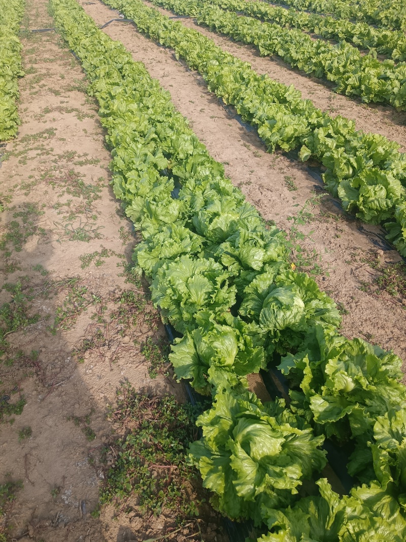 球生，河北生菜，张家口生菜，阳原生菜，蔚县