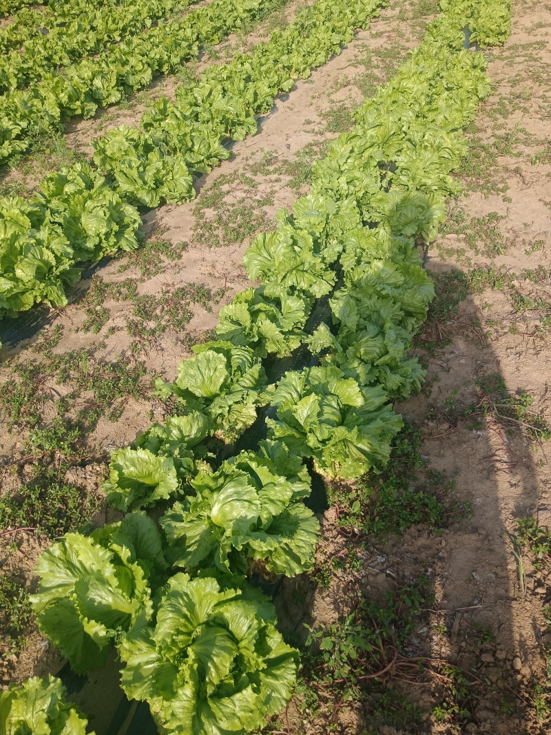 球生，河北生菜，张家口生菜，阳原生菜，蔚县