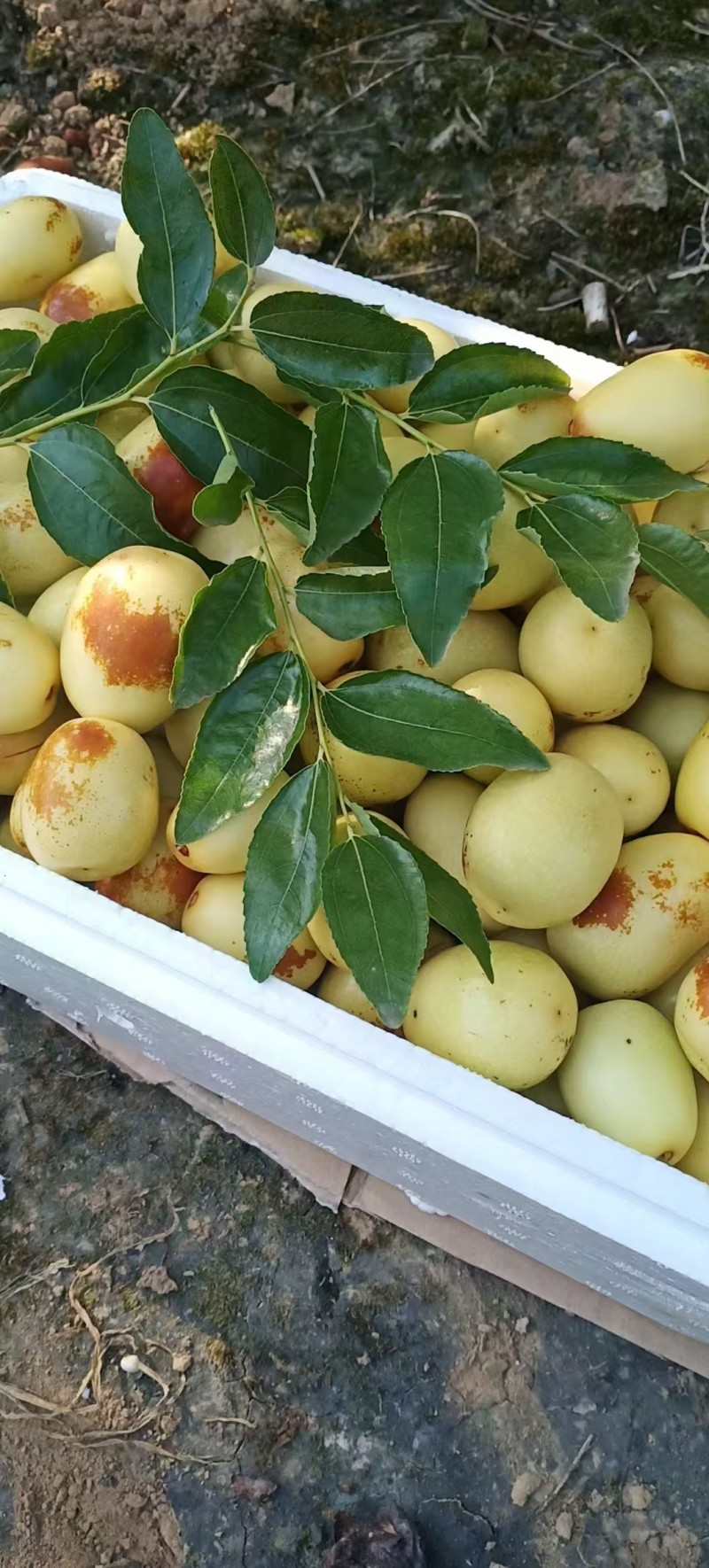 马奶枣大落价