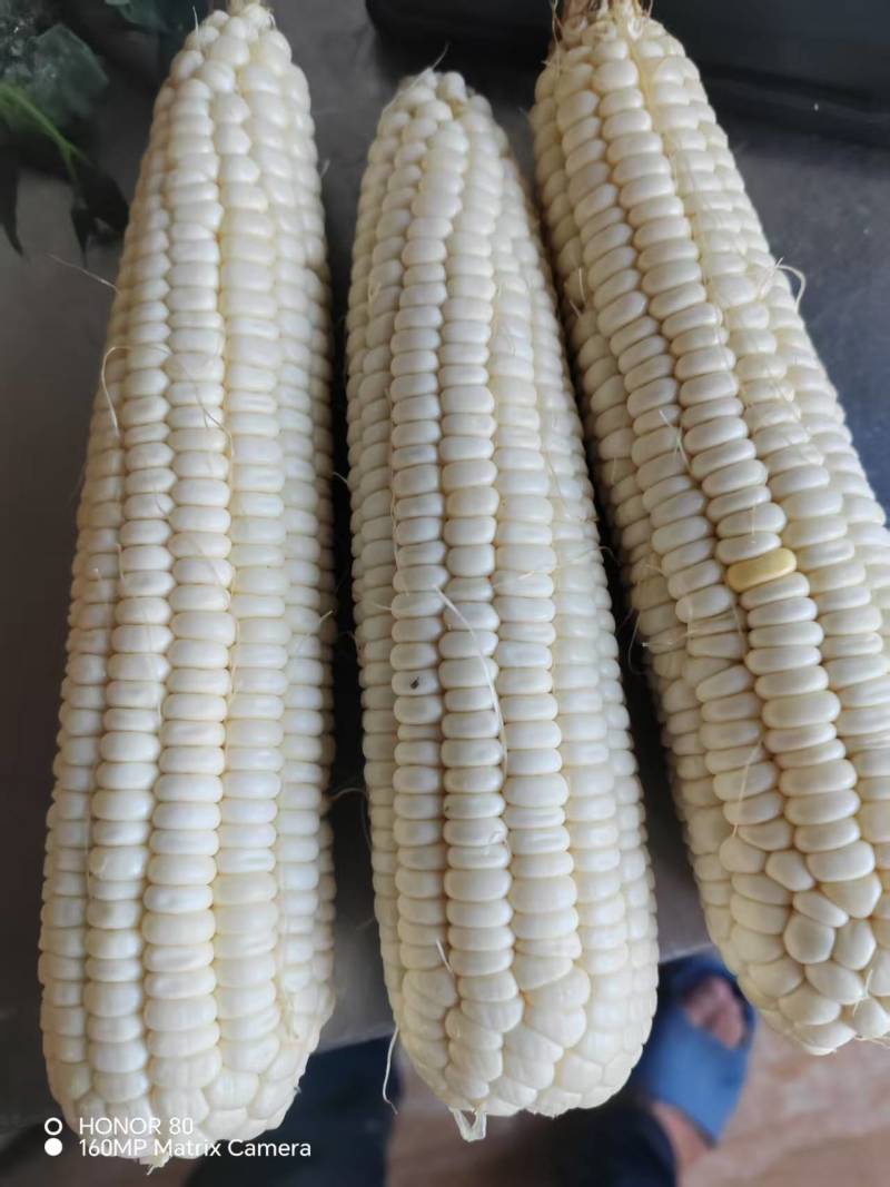 甜糯玉米
