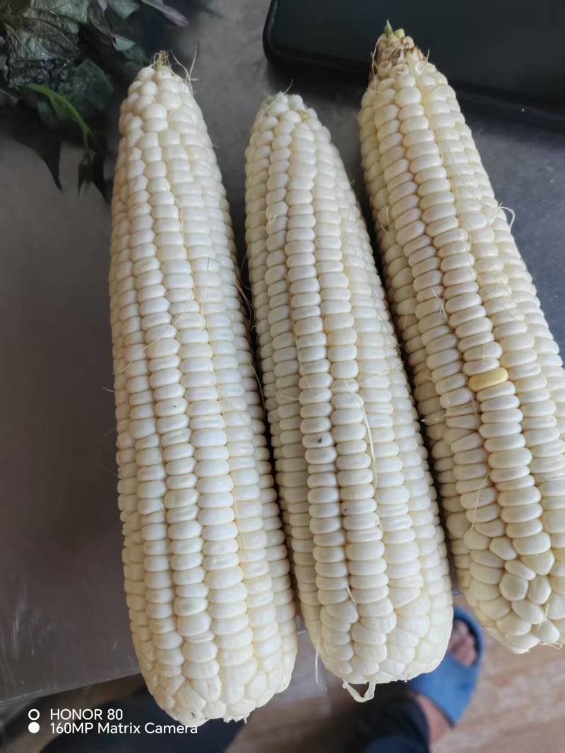 甜糯玉米