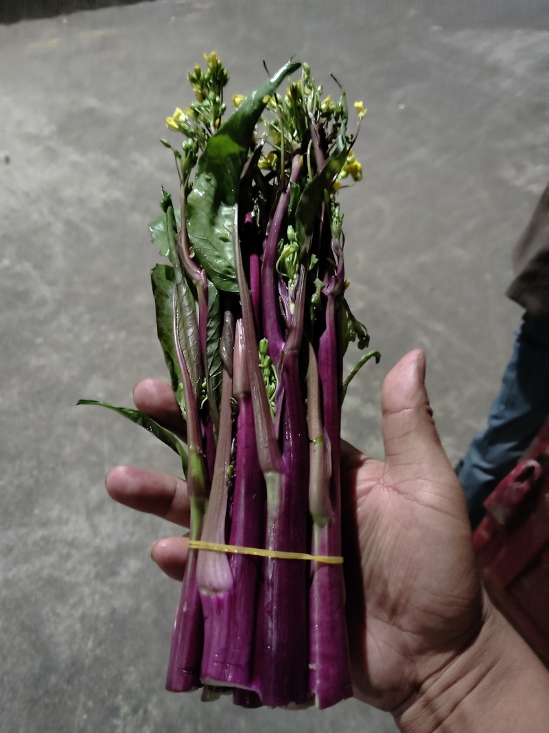 贵州高山红菜苔