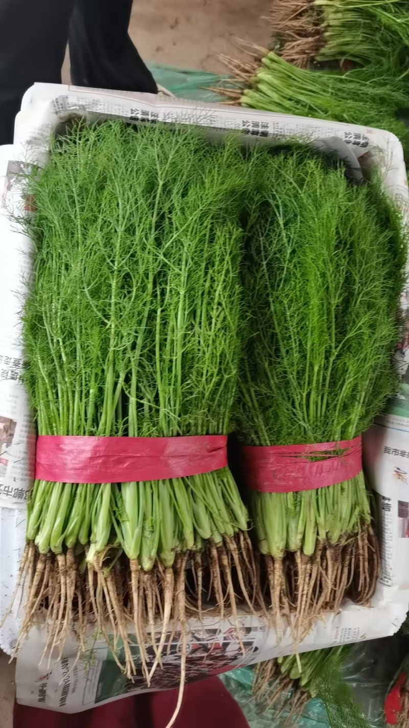 茴香大量上市质量优质根粗叶绿