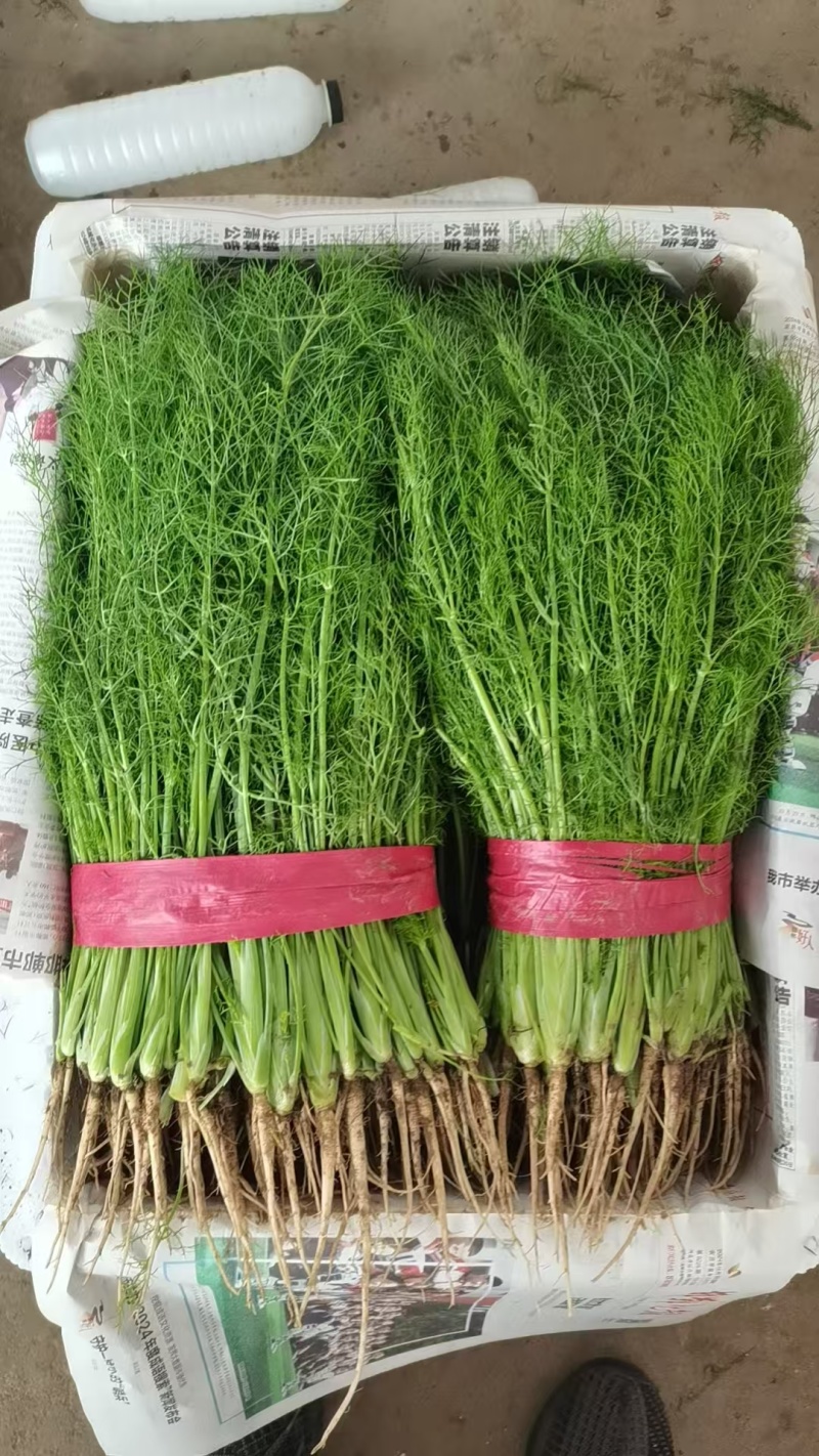 茴香大量上市质量优质根粗叶绿